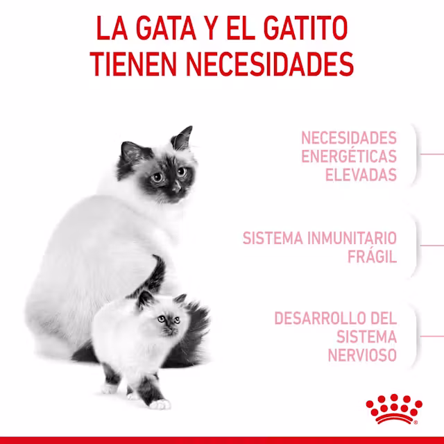 Royal Canin Mother & Babycat para Gatos - Image 3