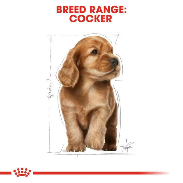 Royal Canin Cocker cachorro 3 Kg - Image 6